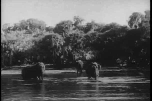 Long shot elephants bathing in river — Stock Video