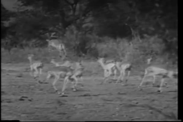 Montagem de animais selvagens na África — Vídeo de Stock