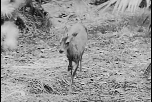 Antilopenbaby humpelt — Stockvideo