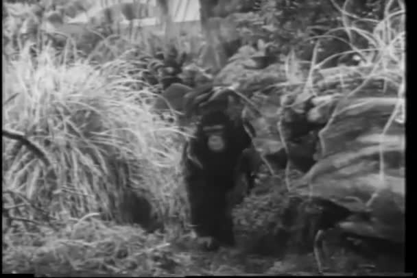 Małpa chodzenie po dżungli — Wideo stockowe
