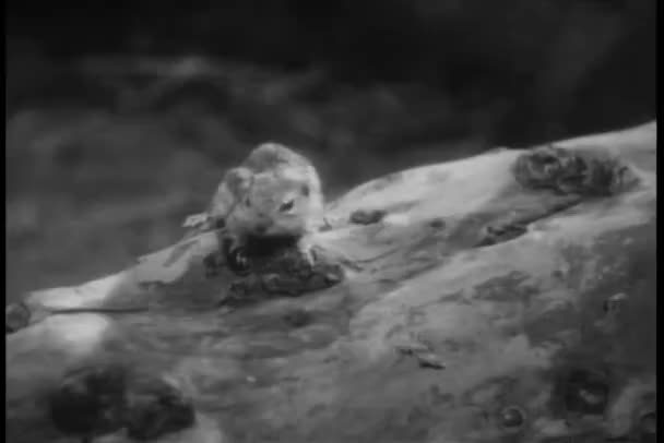 Chipmonk se précipitant sur les bottes de l'homme 