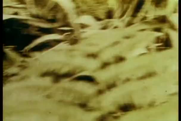 Пантера на охоте — стоковое видео