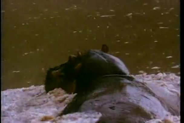 Vista traseira do hipopótamo nadando no rio — Vídeo de Stock