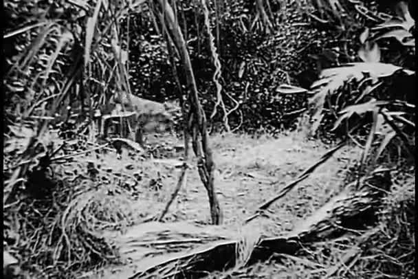美洲狮丛林漫步 — 图库视频影像