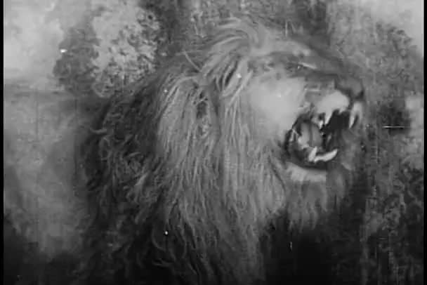 Löwe im Käfig bricht Kette — Stockvideo