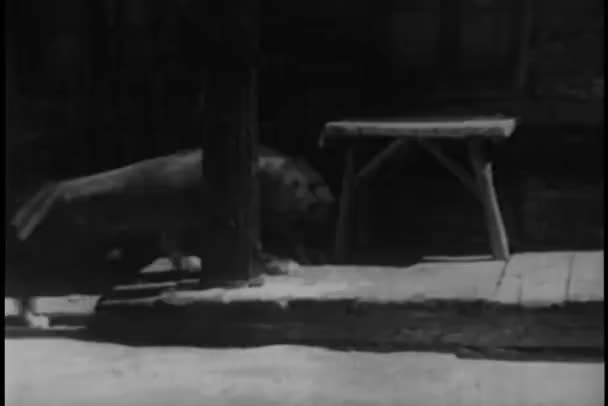 Leeuw geketend aan pool — Stockvideo