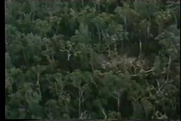 Luftaufnahme eines baumbedeckten Berghangs — Stockvideo
