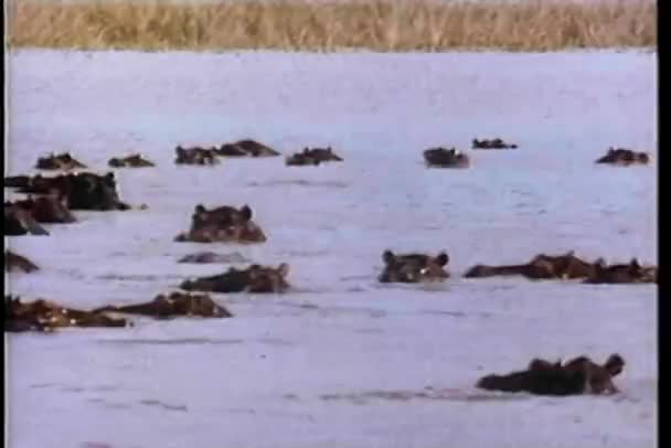 Hippos nageant dans la rivière — Video