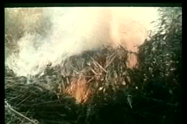 Reisigfeuer aus nächster Nähe — Stockvideo