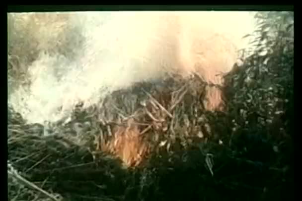 Close-up brushfire — Stockvideo