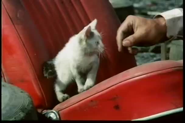 Primo piano mano petting randagio gattino sul seggiolino auto — Video Stock