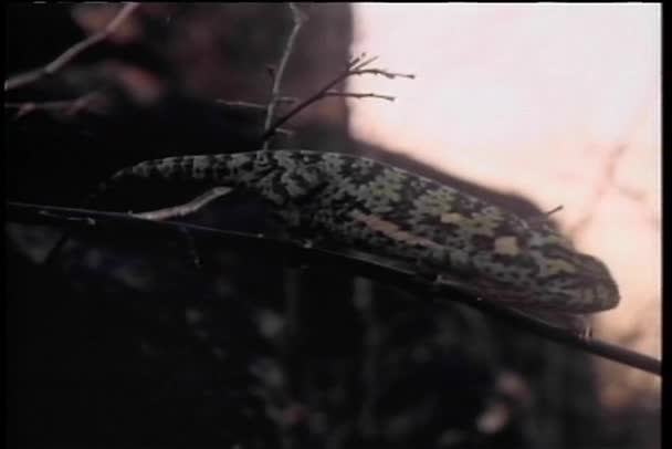 Chameleon kruipen op tak in Afrika — Stockvideo