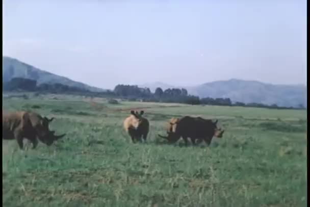 Rhinos en cours d'exécution en champ ouvert — Video