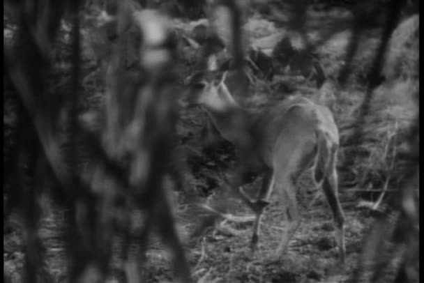 Antelope courant dans la forêt — Video