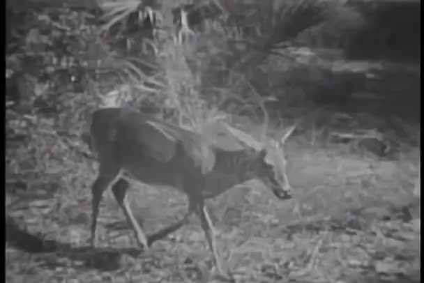 Hirsche laufen in Waldlichtungen — Stockvideo