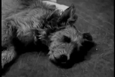 zemin üzerinde rahatlatıcı köpek
