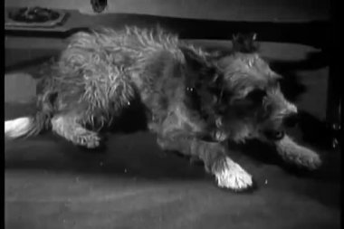 köpek yere rahatlatıcı ve esneme