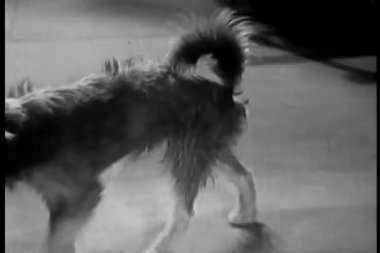 kapıları açık ve göçebe iterek evin etrafında köpek