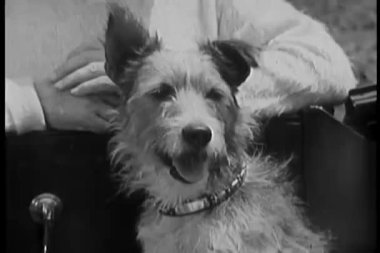 sevimli köpek arabada oturan