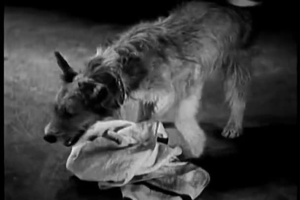 Hund spielt mit Handtuch — Stockvideo