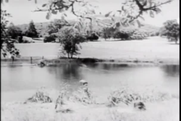 Paar schwimmt im Teich — Stockvideo