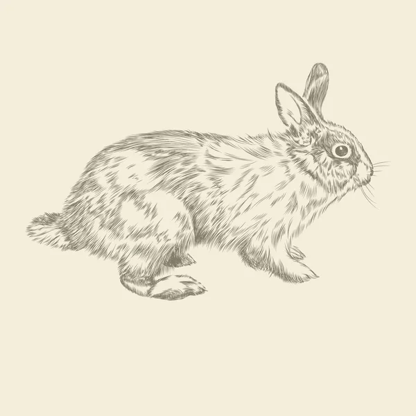 Vintage dessin à la main vecteur lapin — Image vectorielle