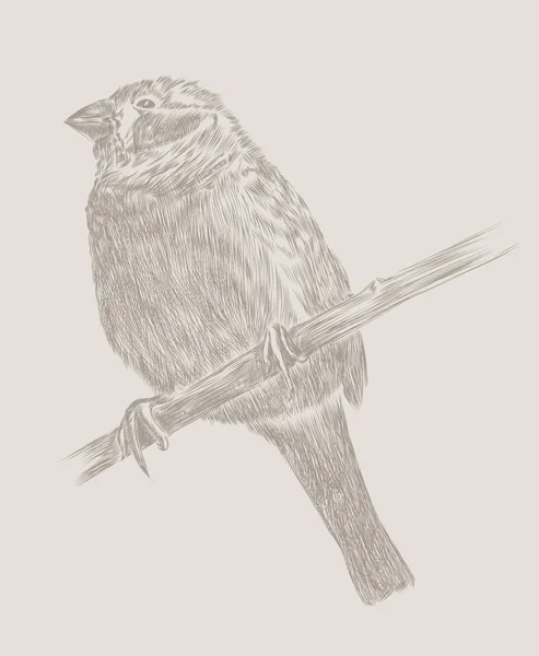 Dibujo a mano vector dibujo pájaro — Vector de stock