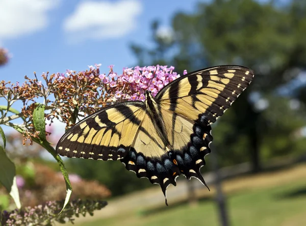 Coda Rondine della Tigre Orientale (Papilio glaucus ) — Foto Stock