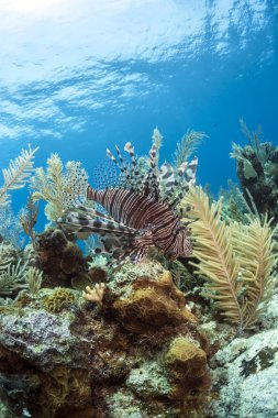 Mercan resif üzerinde kırmızı lionfish (Pterois volitans)