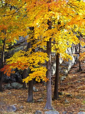 Autumn maple tree clipart