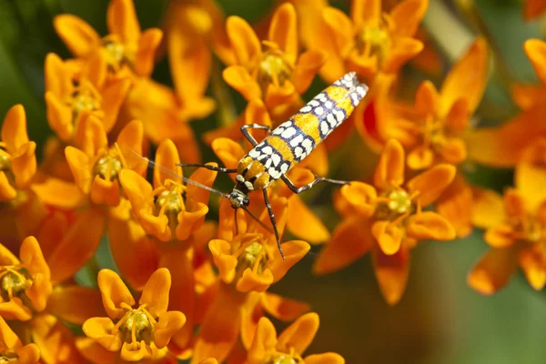 Ailanthus webworm, Atteva aurea — Stock fotografie