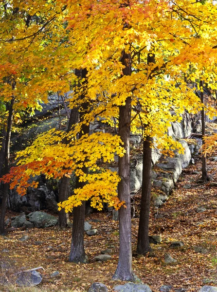 Árvore de bordo de outono — Fotografia de Stock