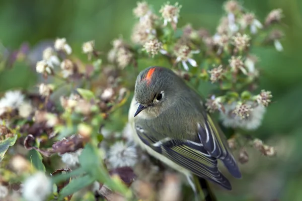 Rödkronad kungsfågel regulus calendula — Stockfoto