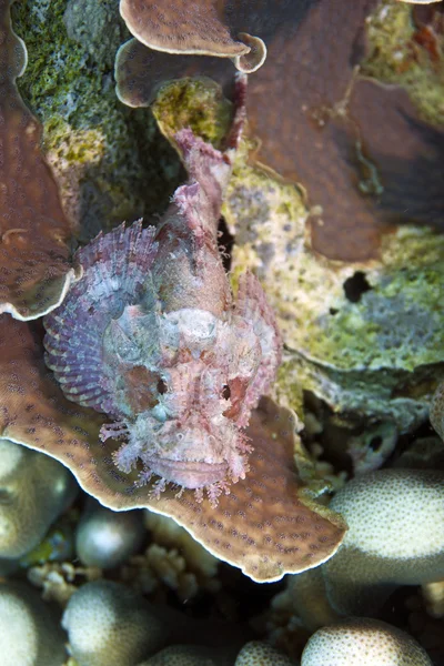Endonezya lembeh Boğazlar sulawesi scorpionfish — Stok fotoğraf