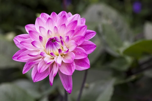 Kwiat Dalia — Zdjęcie stockowe