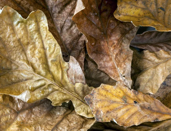 Folhas de carvalho de outono — Fotografia de Stock