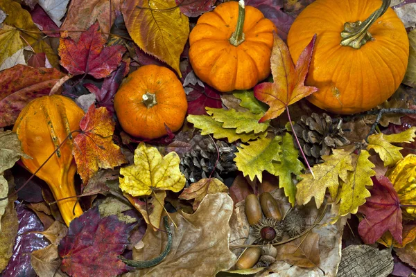 Escena de otoño con calabazas —  Fotos de Stock