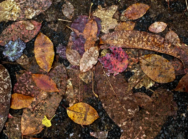 Hojas de otoño —  Fotos de Stock