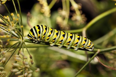 Monarch kelebek (Danaus plexippus) caterpillar