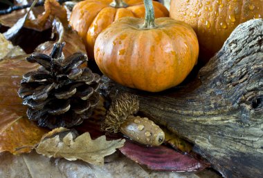 Kabak ile sonbahar sahne