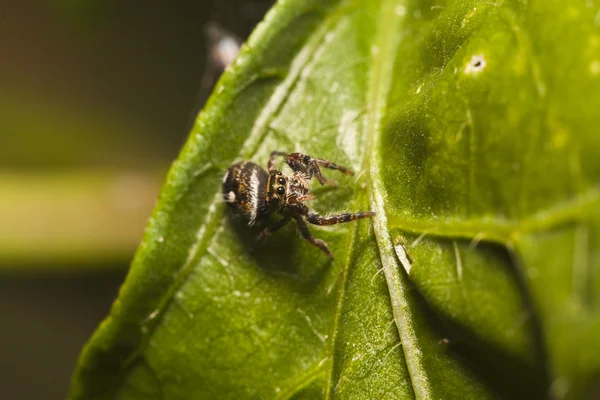 Famille des araignées sauteuses (Salticidae ) — Photo