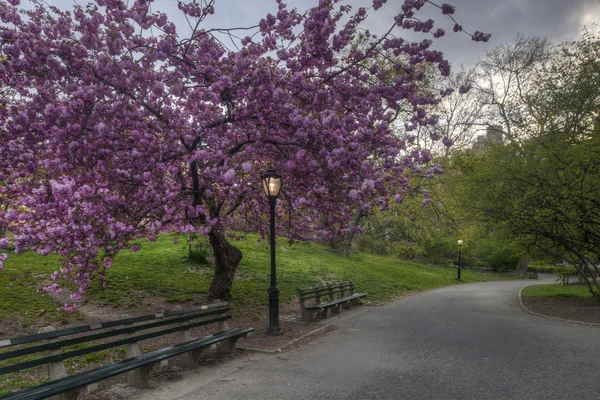 Central Park — Photo
