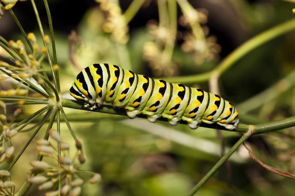 Un bruco di farfalla monarca (Danaus plexippus) — Foto Stock