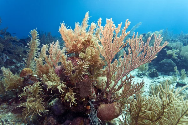 Mercan kayalığı honduras coast off — Stok fotoğraf