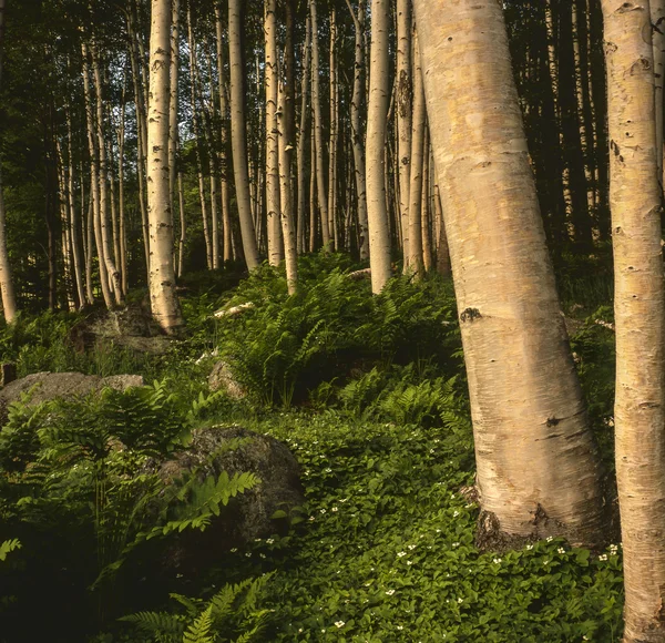 Betula papyrifera (kağıt Birch) — Stok fotoğraf