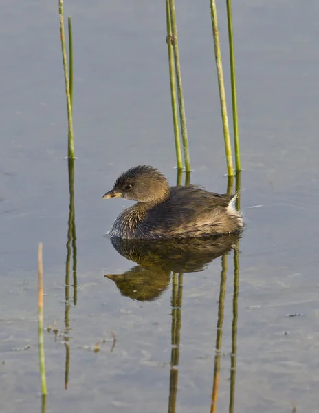 Haubentaucher (podilymbus podiceps)) — Stockfoto