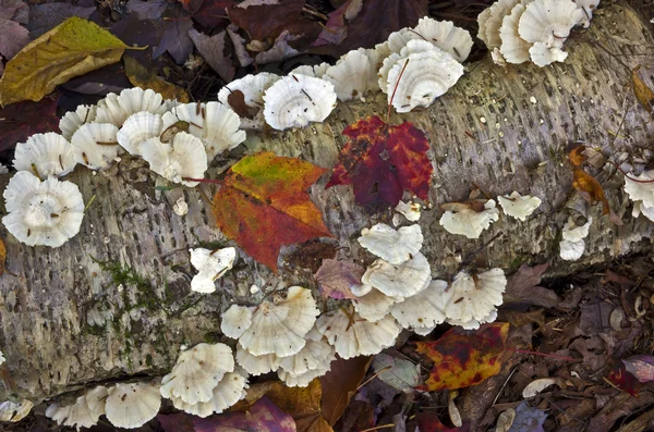 Escena de otoño — Foto de Stock