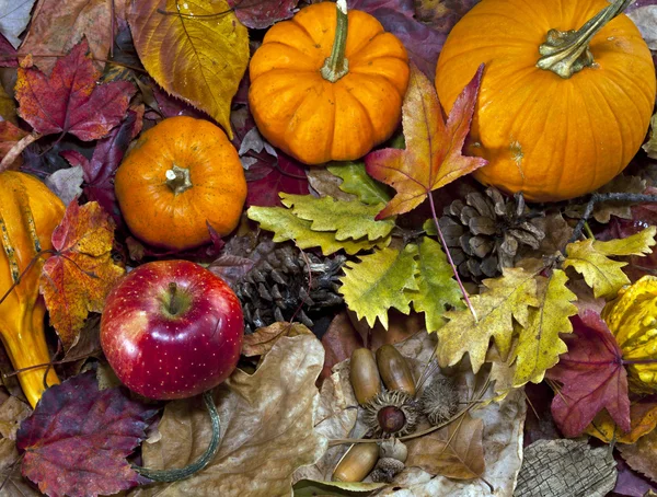 Herbstszene mit Kürbissen — Stockfoto