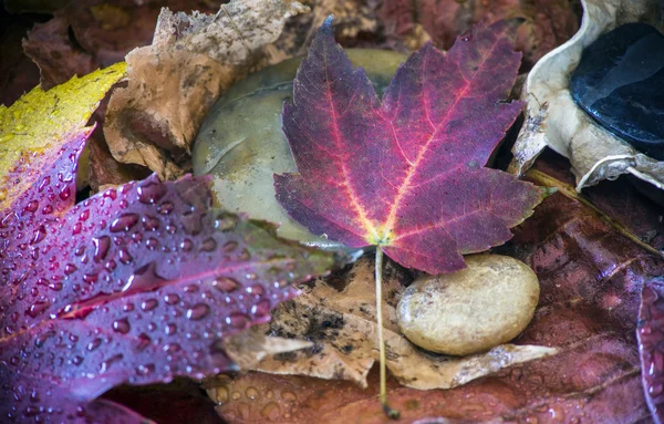 Jesienna martwa natura — Zdjęcie stockowe