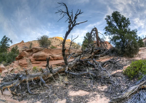 Zion národní park mrtvý strom — Stock fotografie